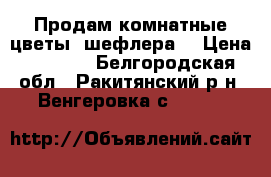 Продам комнатные цветы (шефлера) › Цена ­ 3 000 - Белгородская обл., Ракитянский р-н, Венгеровка с.  »    